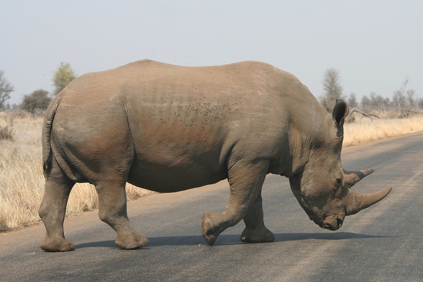 красивая фотография носорога